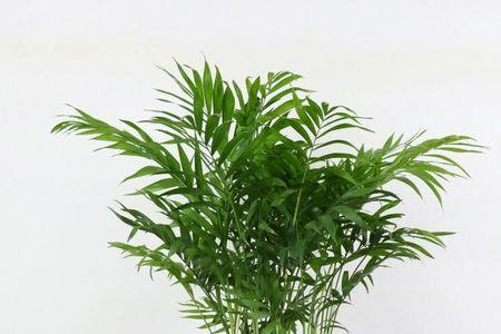 袖珍椰子和散尾葵哪个更漂亮