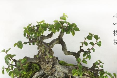 小叶榔榆秋季浇水图解