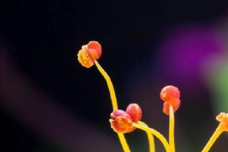 向荣的意思是什么
