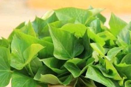 红薯叶太多主茎的头可以掐断吗