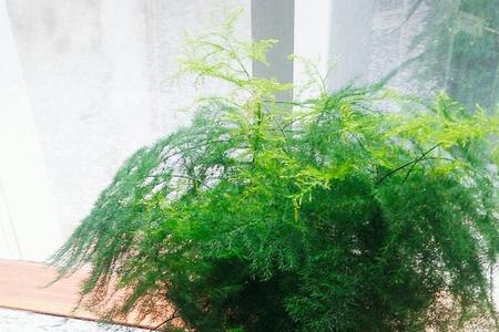 火山石能做文竹盆景么