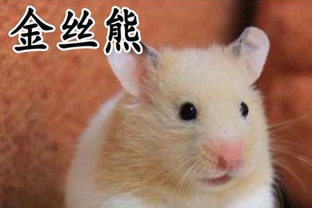金丝熊和米熊可以合笼吗