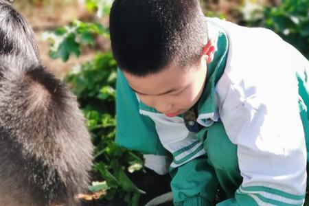 秋天什么时候拔萝卜