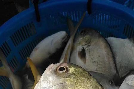 金鲳鱼什么颜色好