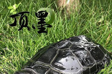 十厘米的龟是幼龟吗
