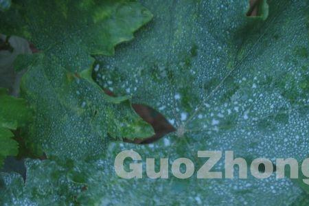 波尔多液能与腈菌唑混用吗