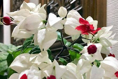 8月份能给龙吐珠换盆吗