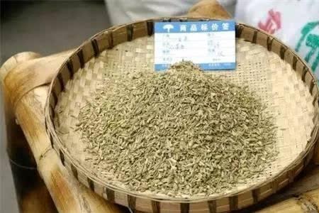 小茴香遇上下雨怎么办