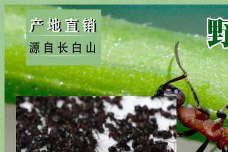 世界上最大的红蚂蚁是什么