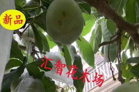白柿如何催花