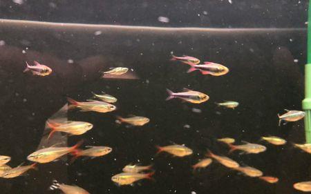 白金柠檬蓝帝灯鱼多大
