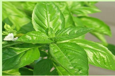 种子是绿色的植物有哪些