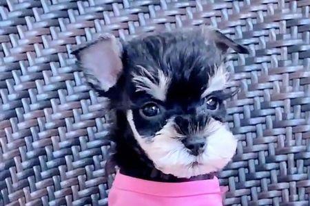 雪纳瑞幼犬怎么干洗