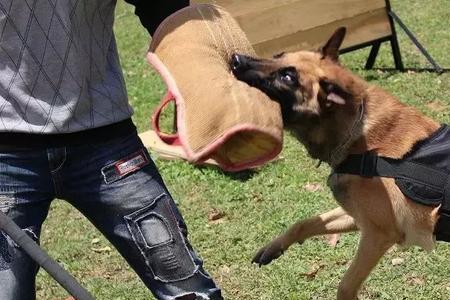 兰博马犬介绍