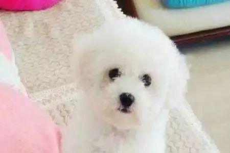 比熊见谁都热情怎么办