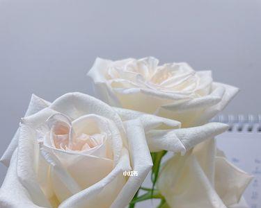 小白兔玫瑰优缺点