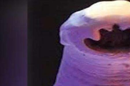 五谷虫有多可怕