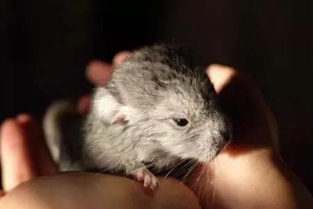 龙猫可以饿多久