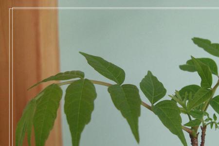 红椿木可以涂芝麻油吗