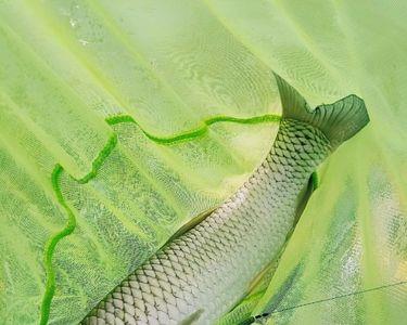 白坑湖哪个位置适合钓鱼