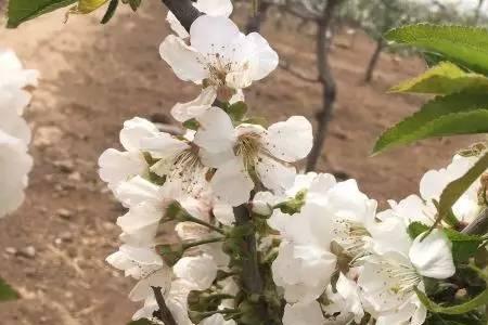 车厘子开花没有花蕊是什么原因