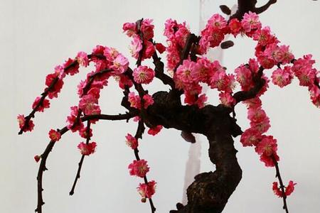 红梅可以放在客厅角落吗