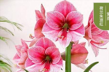 红凤蝶朱顶红怎样催花