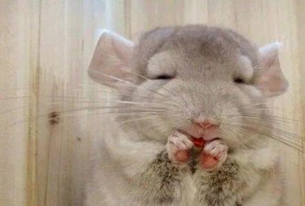 龙猫是兔子和猫生的吗