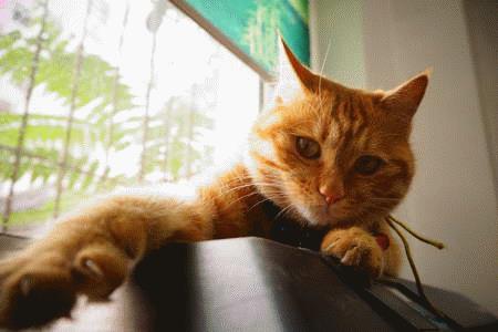 小猫tv是干嘛的