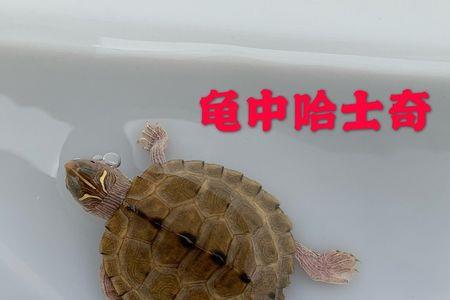 密西西比地图龟怎么养颜色好看