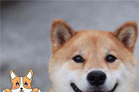 男孩子适合养哪种中型犬