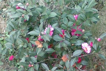 茶梅夏天长的嫩枝能开花吗