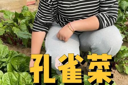 孔雀菜什么季节种