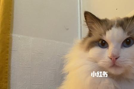 布偶猫可以吃生猪肝吗