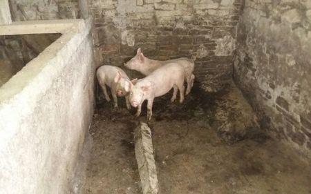 猪害怕人接近什么原因