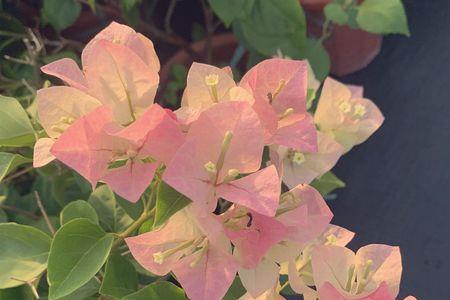 绿樱花三角梅容易落花吗