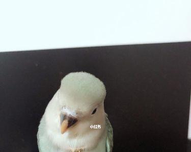 蓝银鹦鹉会说话吗