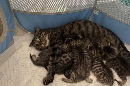 狸白猫和狸花猫是一个品种吗