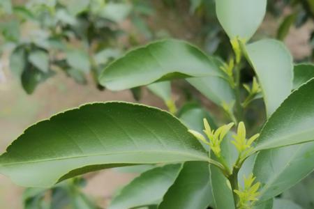 金秋砂糖桔怎样抑制花芽分化