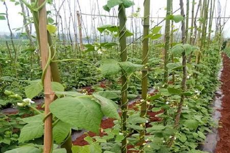 白玉豆种植时间和方法