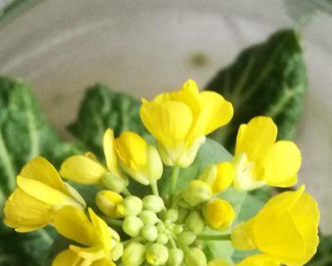 白菜开花要多长时间