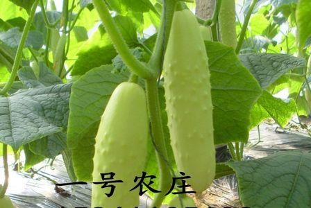 奶油白黄瓜种植方法