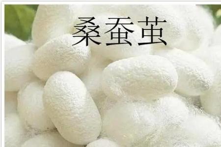 家蚕和野蚕鸶的区别