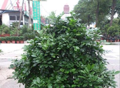 九里香湖南能养吗