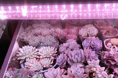 植物如何使用仿太阳灯