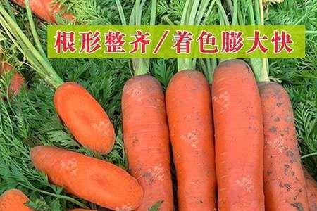 胡萝卜种子可以保存几年