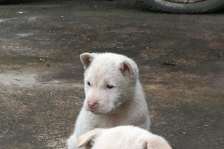 下司犬有哪五红