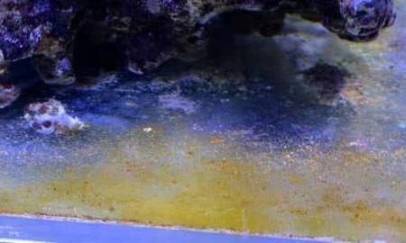 鱼缸滤材上有褐色附着物