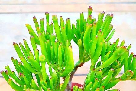 筒叶花月换盆时需要修根晾根吗