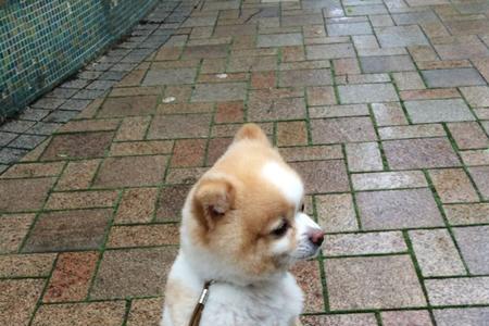 公狗狗蝴蝶骨是什么意思